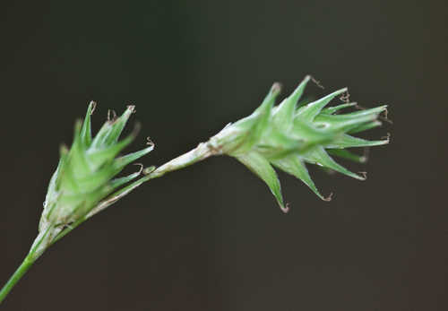 Carex hyalina #19